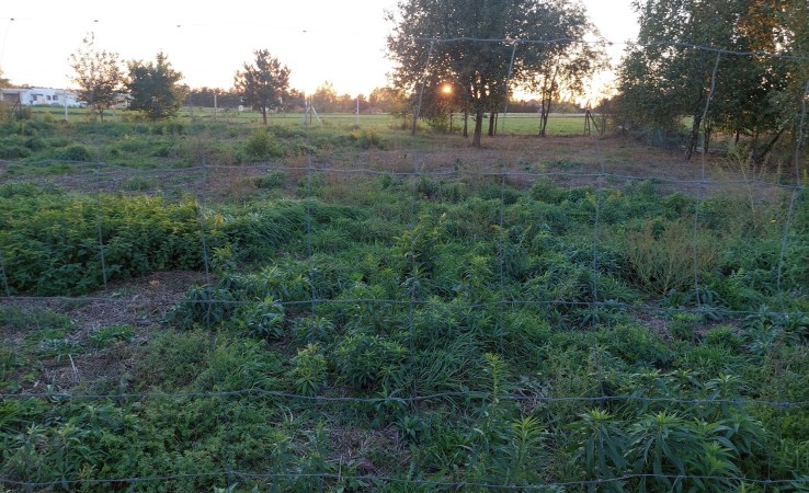 działka na sprzedaż - Zgierz (gw), Józefów